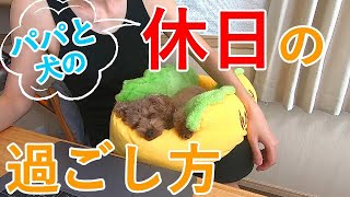 【お留守番】パパと犬だけのリアルな休日の過ごし方【トイプードル】