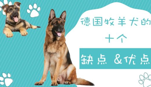 德国牧羊犬的十个优缺点，请想清楚再决定要不要养德国牧羊犬（点CC看字幕）