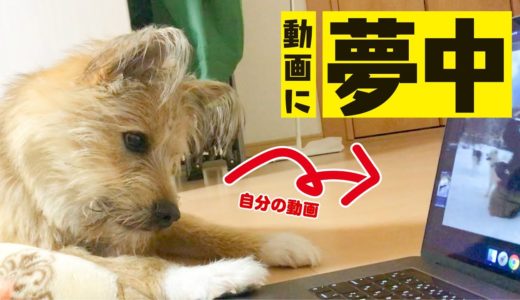 うちの犬が、犬の動画を見ることにハマってしまいました