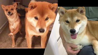 それぞれの場所で回復する3犬