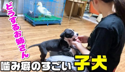 噛み癖のすごい犬にダメと教える1日目。初日から噛まれまくる。