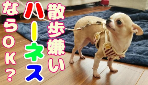 【98日目】散歩嫌いチワワ犬にハーネスを試した。首輪の時は一歩も動かなかったが今度は？ The chihuahua dog which doesn't like to walk outside.