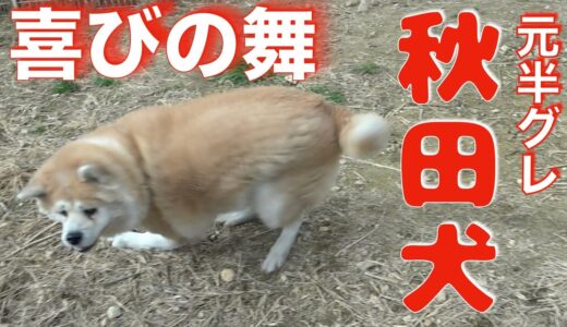 元凶暴秋田犬アキラの喜びの舞！