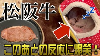 爆睡するブチャ犬さんの横で「松阪牛」を焼いてみた結果www