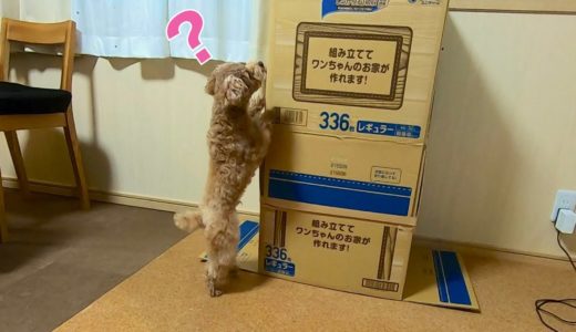 【モニタリング】突然パパがダンボールに隠れてたら犬は気づくのか？【トイプードル】