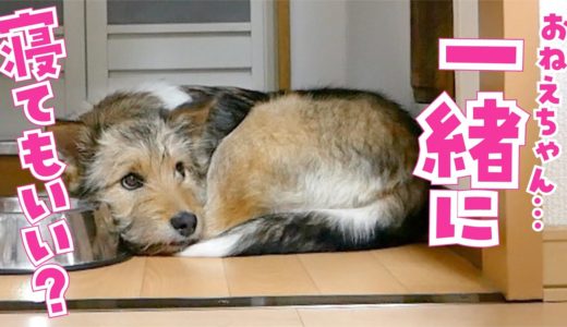 元野犬の子犬がうちにやってきた！保護犬姉妹の暮らしがはじまる日