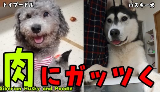 大好物のローストビーフを食べるハスキー犬とトイプードルがかわいい　Husky and Poodle