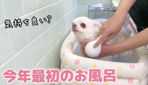 気持ち良さそうに入浴する犬！お風呂好きなチワワのコハク