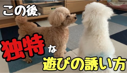 珍しく遊びに誘うが誘い方が可愛すぎる犬【トイプードル いちご】【マルプーミルク】