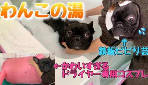 わんこの湯で風呂嫌いの犬がマイクロバブル初体験！本日もいい顔してます！【犬専用風呂】