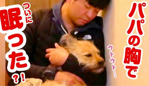 お正月はパパの胸で眠った犬〜元旦のポテ密着〜