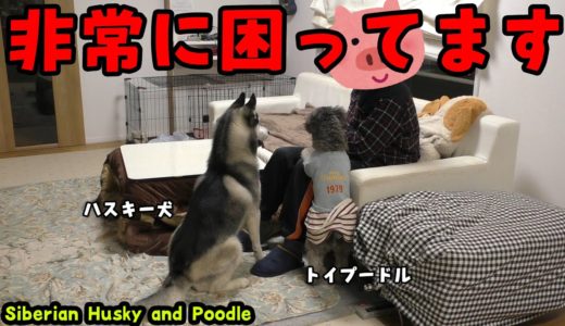 飼い主に群がるトイプードルとハスキー犬が可愛い Husky and Poodle