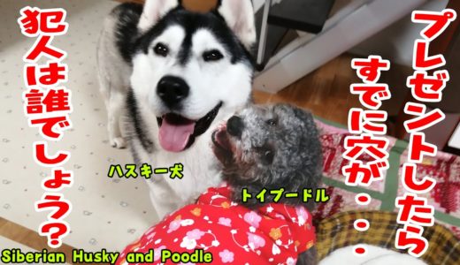 プレゼントしたらすでに穴が開いていた犯人は？ハスキー犬かトイプードル？ Husky and Poodle