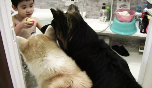 犬達はこうしてお風呂が好きになります。It’s time to take a bath