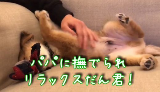 パパもっと撫でて！寝る前に撫でられる保護犬だん君！