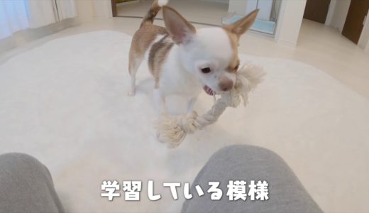 投げるフリと分かっていてもひっかかっちゃう犬w