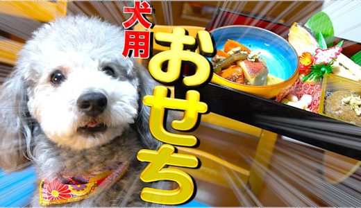 🐶犬用おせちをはじめて食した犬。【トイプードルのグリィ】【犬】【dog】【toy poodle】