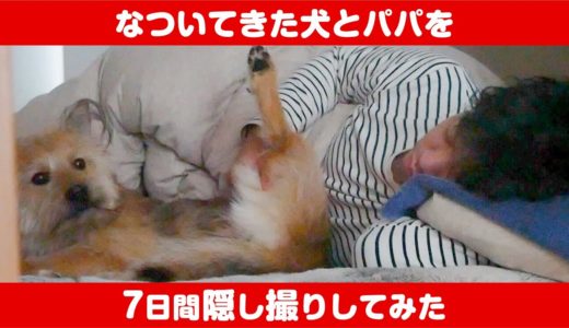 パパを起こしに来る犬がかわいすぎたので7日間隠し撮りしてみた【グッドモーニングルーティン】