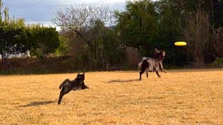 犬は喜び庭駆け回り〜猫も喜び庭駆け回る〜♪