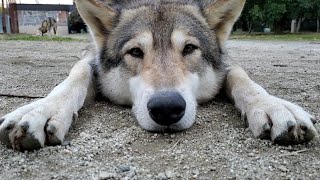 凛々しい狼犬が変顔するとこうなる！！