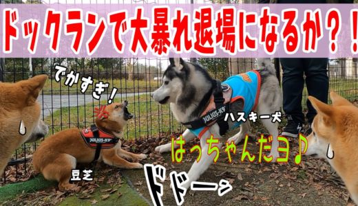 ハスキー犬ドックランで大暴れ退場になるか？！ Husky and Poodle