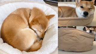 ニトリの犬用ベッドの居心地が最高にいいらしい