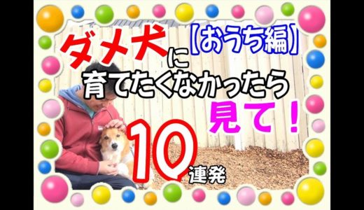 犬のしつけ【ダメ犬に育てるな♪（ご自宅編）!飼い主様にして欲しくない10個のポイント】を園長が実演します♪　～犬のしつけ・ドッグトレーニング～