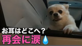 【涙の再会】会いたくて会いたくて泣き出す犬！