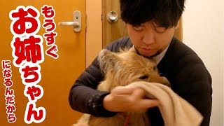 うちの犬がついにパパと二人でおさんぽに行けるようになりました