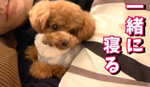 一緒に寝ると甘えてくる犬が可愛い【トイプードルのコロン】