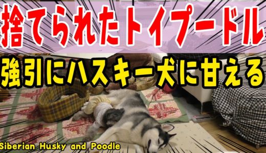 強引にハスキー犬に甘える捨てられたトイプードル  Husky and Poodle