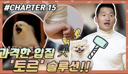 #CHAPTER15 |  과격한 입질犬 토르 훈련기 !! [개는 훌륭하다] #강형욱 #개통령 #강훈련사