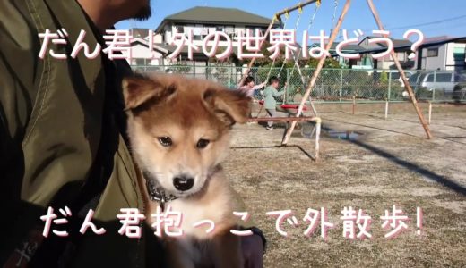 保護犬の子犬だん君！抱っこで初外散歩！どんな反応を見せてくれるかな？