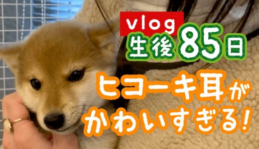 【豆柴】ヒコーキ耳の犬が可愛すぎた！ | VLOG 【生後85日】