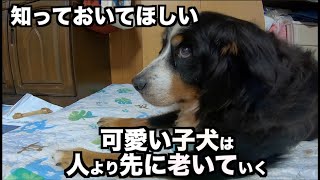 犬を飼う前に見て欲しい老犬介護の現実