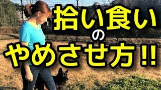 【犬 拾い食い】犬の拾い食いのしつけ（やめさせ方）【犬のしつけ＠横浜】byドッグトレーナー遠藤エマ