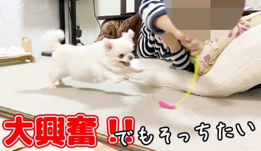 犬の誇りを失い猫じゃらしの虜になってしまったチワワのコハク　でもそっちたい！！