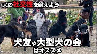 犬友やコミュニティのススメ