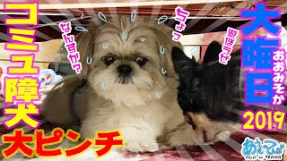 【2019→2020】年末年始だ田舎へ帰ろう シーズー犬てんぽvol.02