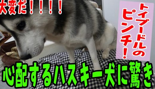 トイプードルのピンチに！心配するハスキー犬に驚いた！Husky and Poodle