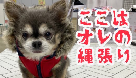 極悪非道チワワ・アンバサダー誕生【犬】