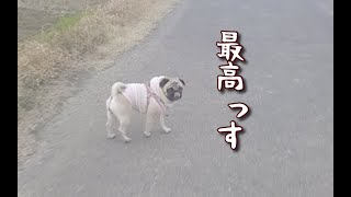 散歩が大好きな犬が久しぶりに散歩に行った結果 パグ犬ぷぅ Pug