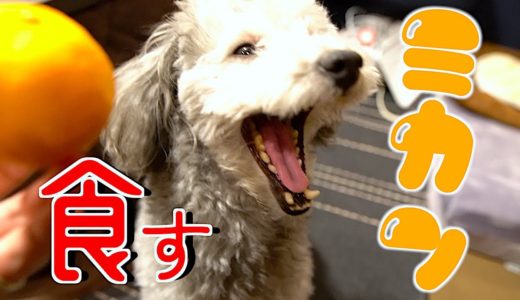 🐶犬とみかんを食べるのが最近の趣味です。【トイプードルのグリィ】【犬】【dog】【toy poodle】