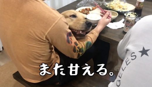 犬も人間もオスは浮気するもんだと悟った父とゴールデンレトリバーベンツ。