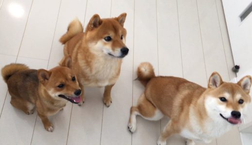 久しぶりに揃った3犬