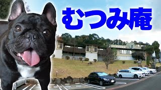 犬と泊まれる宿むつみ庵に2回目の宿泊♪愛犬と伊豆旅行II②