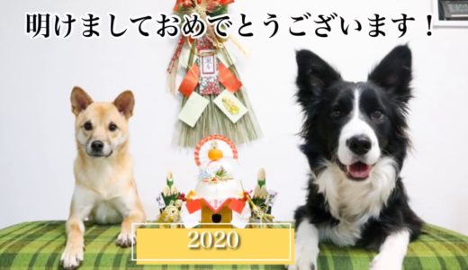 犬の走り方は犬種で違う？かっこいい走り方と可愛い走り方【2020年お正月ダイジェスト】