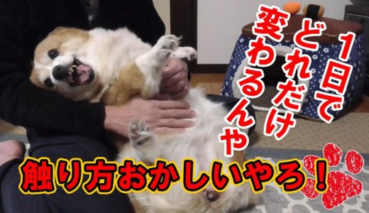 散歩の成果という名目で触られて怒る犬【コーギーチロ】