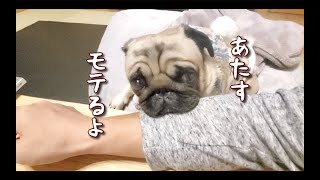 モテ犬から学ぶ男を惑わすモテ術!!これであなたもモテモテパグ犬ぷぅ Pug