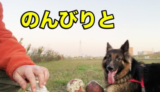 犬達と暮して心豊かに・穏やかに・・秋田犬・シェパード犬・live free and easy